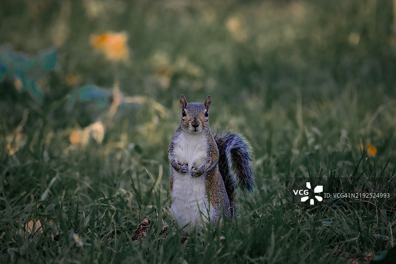 松鼠在草地上站着，耳朵警觉。图片素材