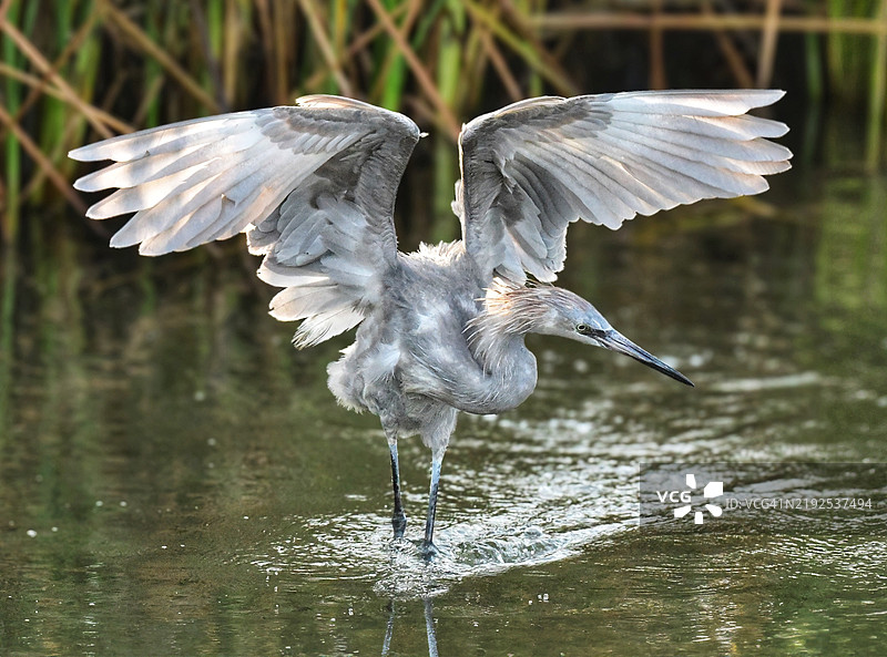 德克萨斯州南帕德雷岛的幼年野生红鹭图片素材