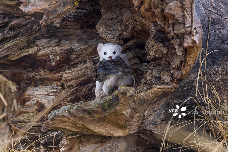 白鼬快递图片素材