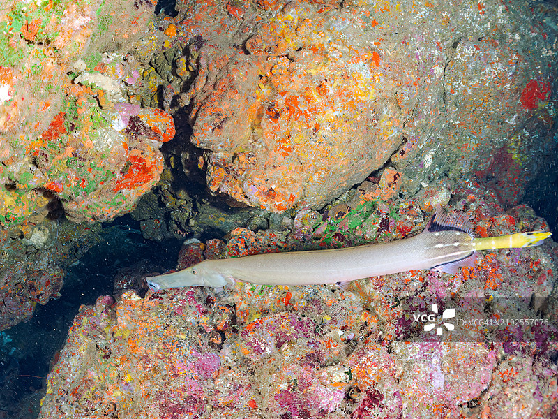 美丽而巨大的彩绘长嘴鱼，号角鱼（Aulostomus chinensis）。静冈县南伊豆町的平藏滨海滩 - 2024年。图片素材