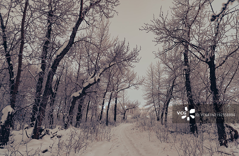 冬季仙境图片素材