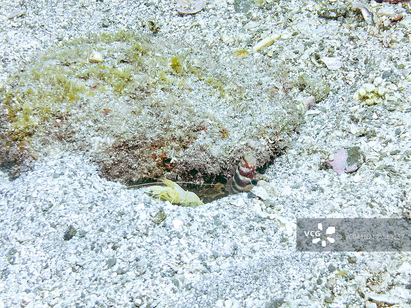 三种生物在沙地中共存：华丽虾虎鱼（Amblyeleotris wheeleri）、 snapping shrimp（Alpheus sp.），位于静冈县南伊豆的平和浜海滩 - 2024年。图片素材
