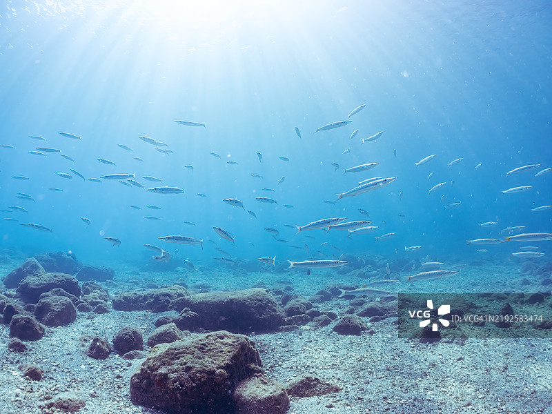 一群黄尾梭鱼（Sphyraena obtusata）及其他鱼类。静冈县南伊豆町的平藏滨海滩 - 2024年。图片素材