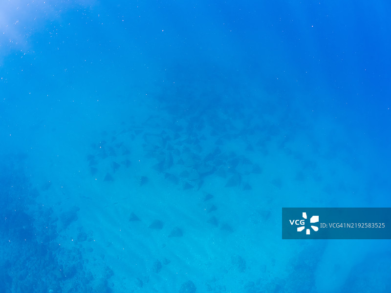 一个奇特的三角形鱼礁位于水下20米深处。它属于鲍鱼（Haliotis）、角螺（Turbo sazae）和其他贝类。静冈县南伊豆的中木平海滩 - 2024。图片素材