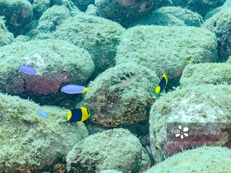 美丽的双色天使鱼(Centropyge bicolor)、天国小丑鱼(Pomacentrus coelestis)等。静冈县南伊豆伊豆半岛的平藏滨海滩 - 2024年。图片素材