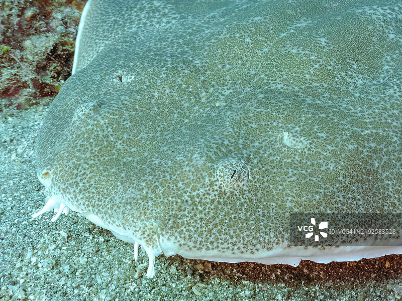 美丽的大型日本天使鲨，学名Squatina japonica。地点：静冈县南伊豆町的平藏滨海滩 - 2024年。图片素材