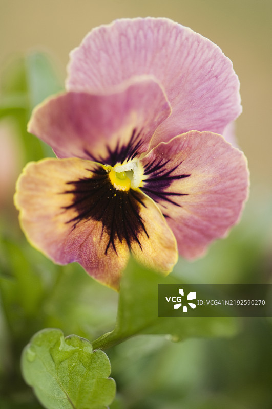 三色堇花潘多拉的孩子们。珊瑚红花特写图片素材