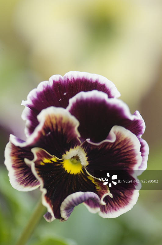 黑醋栗旋涡花的三色堇特写图片素材