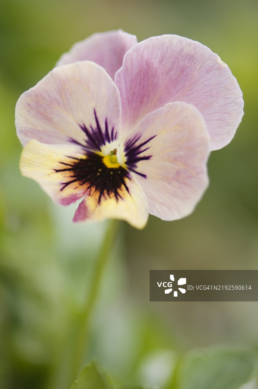 三色堇花潘多拉的孩子们。柔和的粉色和黄色花朵图片素材