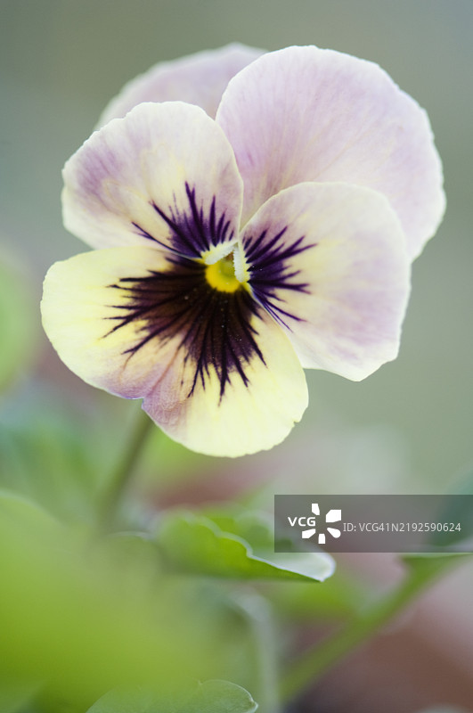 三色堇花潘多拉的孩子们。柔和的淡黄色粉色花朵图片素材