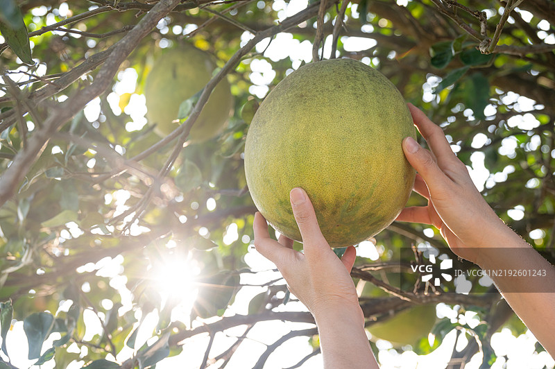 农民的手在收获前触摸树上的柚子。柚子是一种大型柑橘类水果，味道清新甜美且带有酸味。图片素材