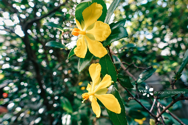 春天盛开的细齿黄槐花图片素材