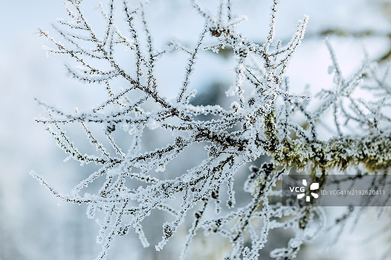 冬季霜覆盖树枝的特写。细致拍摄的树枝上轻轻覆盖着霜，展示了冬季景观的复杂纹理和自然美。图片素材