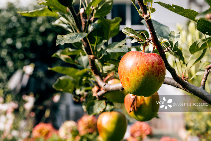 花园里树枝上的成熟苹果图片素材