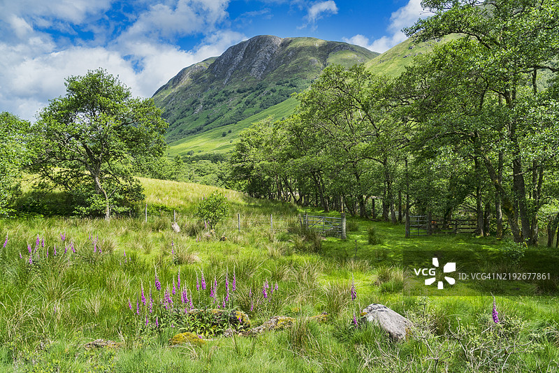 从格伦内维斯向东北方望去，看到本尼维斯山。靠近威廉堡，苏格兰高地地区，英国。图片素材
