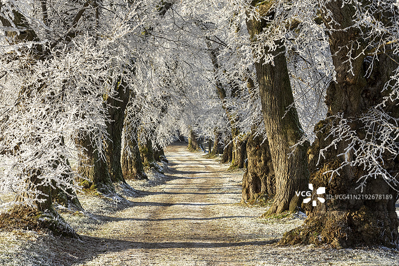 一条被大树覆盖的霜冻的雪路，位于德国巴伐利亚州乌特阿尔高的玛丽亚施内附近的菩提树大道。图片素材