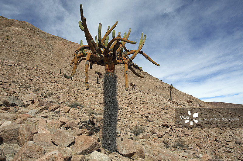布朗宁蜡烛仙人掌，智利，南美洲图片素材