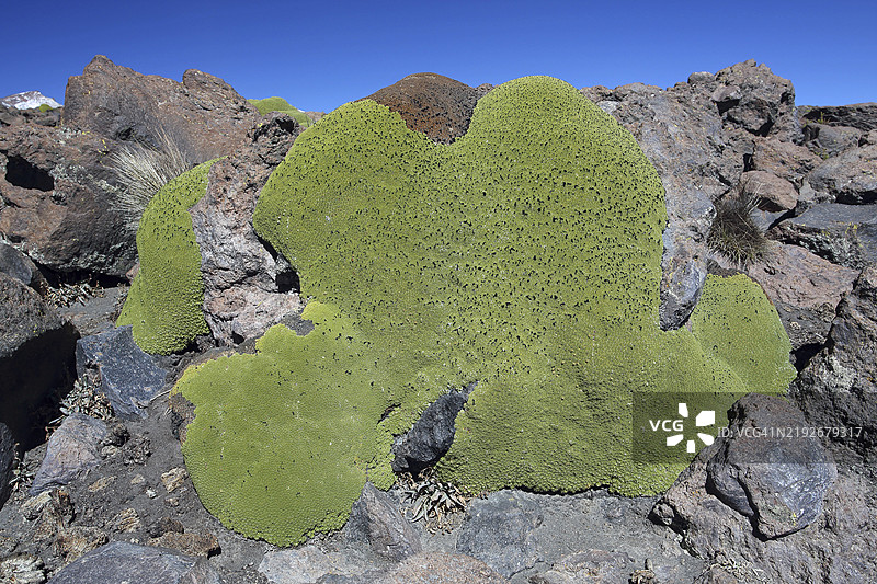 耶雷塔，紧凑阿佐雷拉，智利，南美洲图片素材