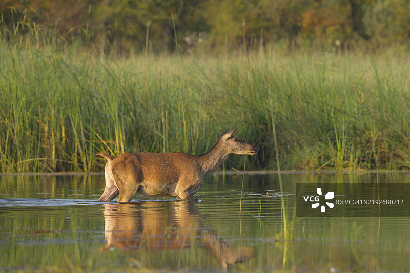 红鹿（Cervus elaphus），水，阳光，芦苇，下奥地利图片素材
