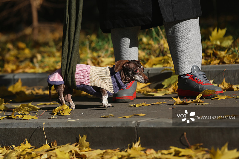 残疾腊肠犬使用布带支撑后腿瘫痪，努力行走图片素材