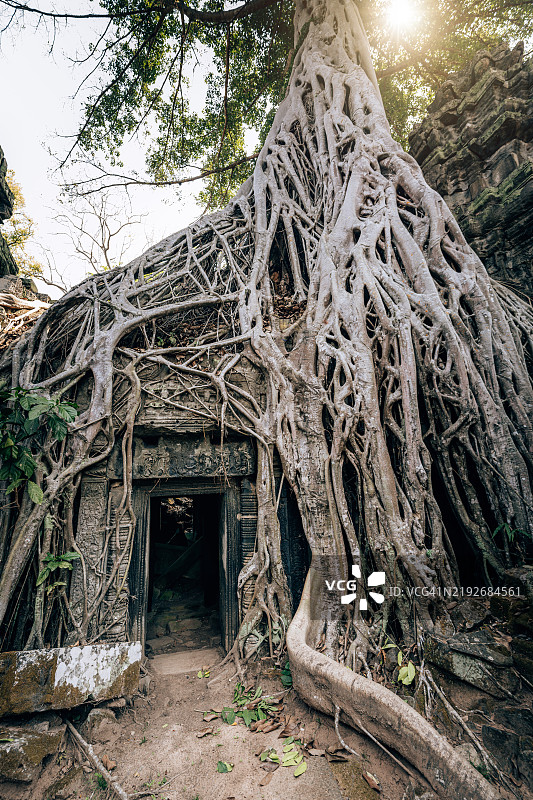 柬埔寨吴哥窟的古老树生长的寺庙遗址图片素材
