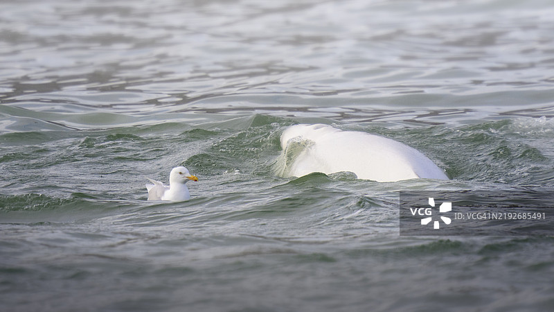 灰色鸥与白鲸在斯瓦尔巴群岛游泳图片素材