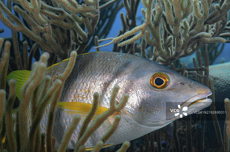 学校长鲷 (Lutjanus apodus)图片素材