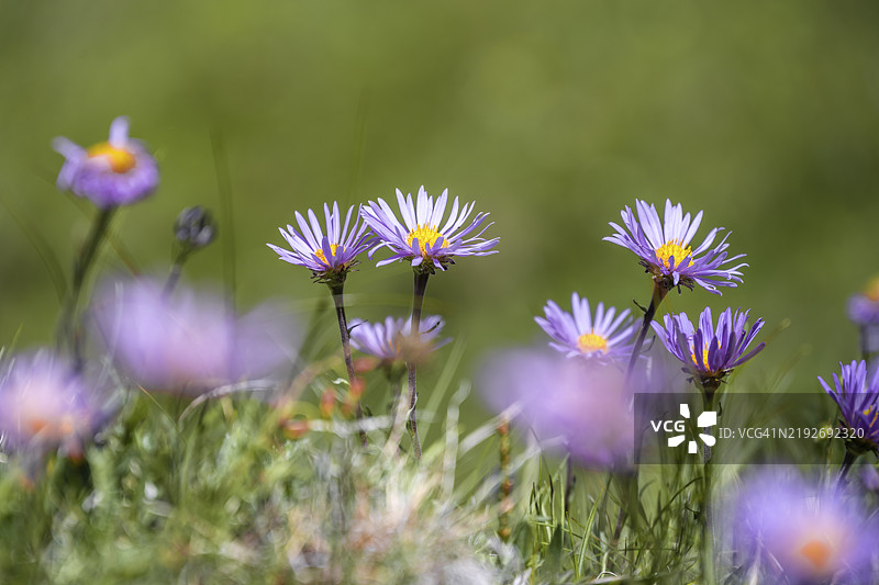阿尔卑斯菊（Aster alpinus），霍赫陶恩，奥地利，欧洲图片素材