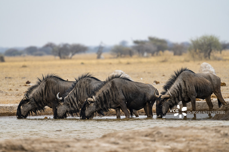 蓝角羚（Connochaetes taurinus），四只角羚在水坑饮水，博茨瓦纳，恩克萨伊潘国家公园，非洲图片素材