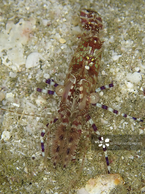 从上方俯视一只伪装得很好的虾，常见的大理石虾（Saron marmoratus），在沙底上，潜水地点为索德瓦纳湾国家公园，马普塔兰海洋保护区，夸祖鲁-纳塔尔，南非，非洲图片素材