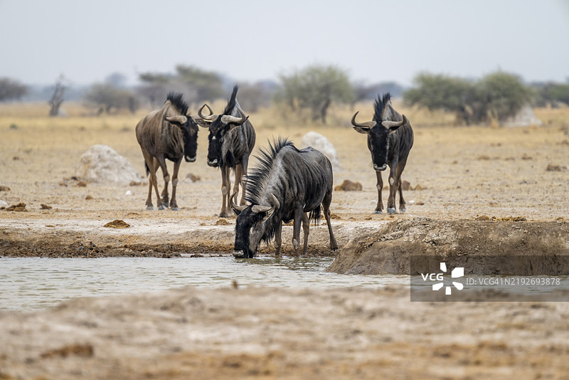 蓝角羚（Connochaetes taurinus），四只角羚在水坑饮水，博茨瓦纳，恩克萨伊潘国家公园，非洲图片素材