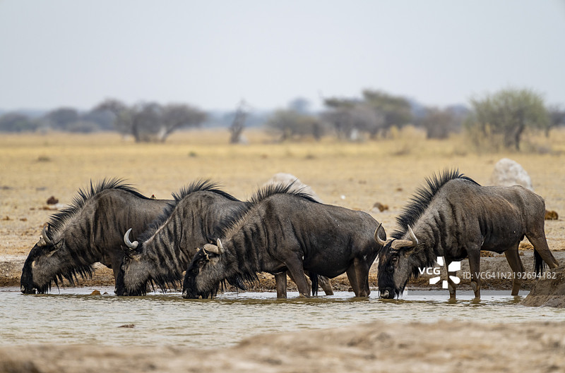 蓝角羚（Connochaetes taurinus），四只角羚在水坑饮水，博茨瓦纳，恩克萨伊潘国家公园，非洲图片素材