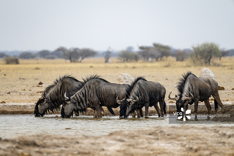 蓝角羚（Connochaetes taurinus），四只角羚在水坑饮水，博茨瓦纳，恩克萨伊潘国家公园，非洲图片素材