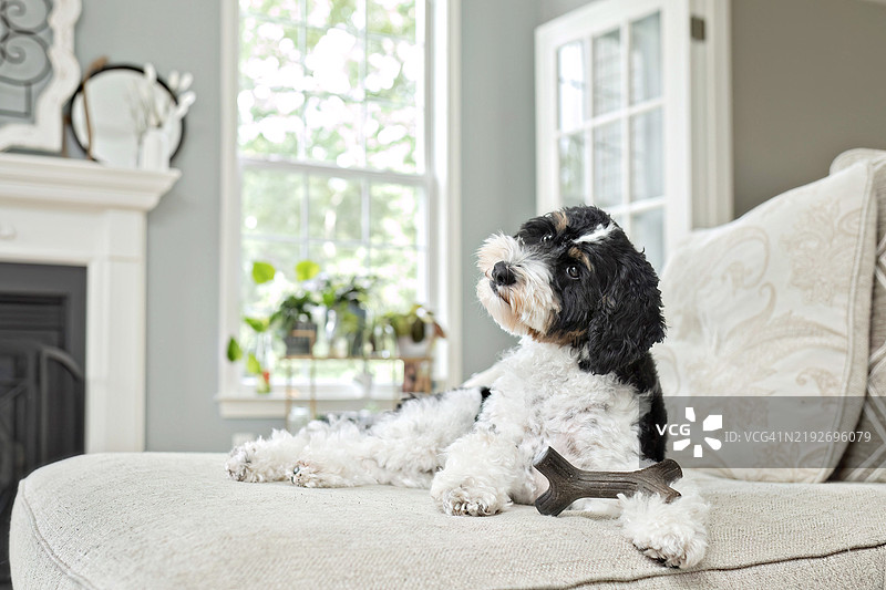 家里的伯纳德犬与一根骨头图片素材