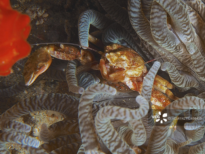 黄色海葵瓷蟹（Neopetrolisthes alobatus）藏身于珊瑚礁中的海葵触手之间，潜水地点为南非夸祖鲁-纳塔尔省的索德瓦纳湾国家公园，马普塔兰海洋保护区。图片素材