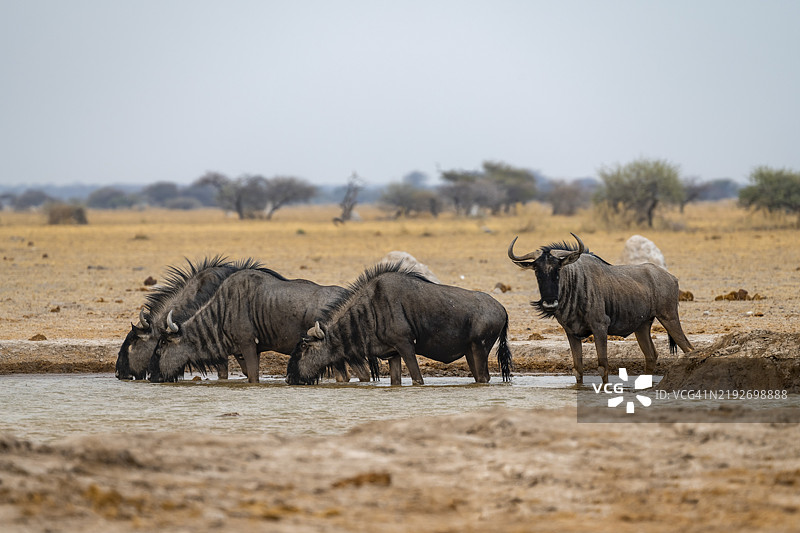 蓝角羚（Connochaetes taurinus），四只角羚在水坑饮水，博茨瓦纳，恩克萨伊潘国家公园，非洲图片素材