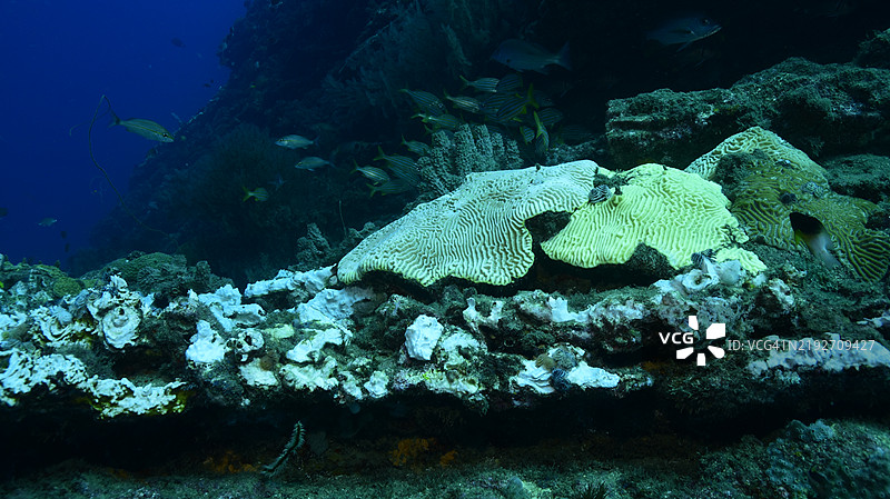 珊瑚白化图片素材