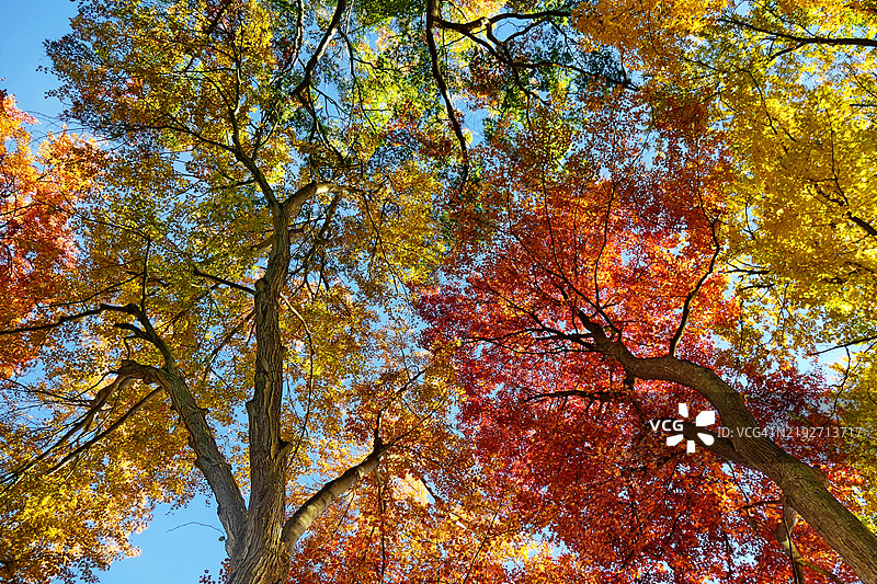低角度视图的秋季树木与天空相映成趣图片素材