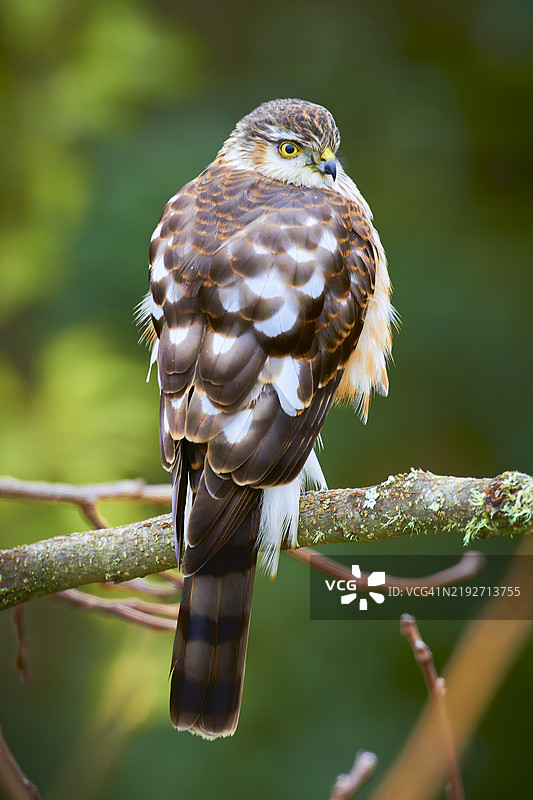 栖息在树枝上的猫头鹰特写，科瓦利斯，俄勒冈州，美国图片素材