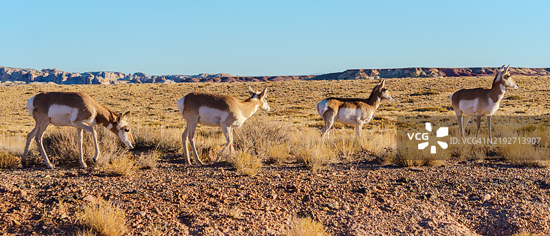 侧面视角的鹿在田野上站立，背景是晴朗的天空，位于美国犹他州的格林河。图片素材