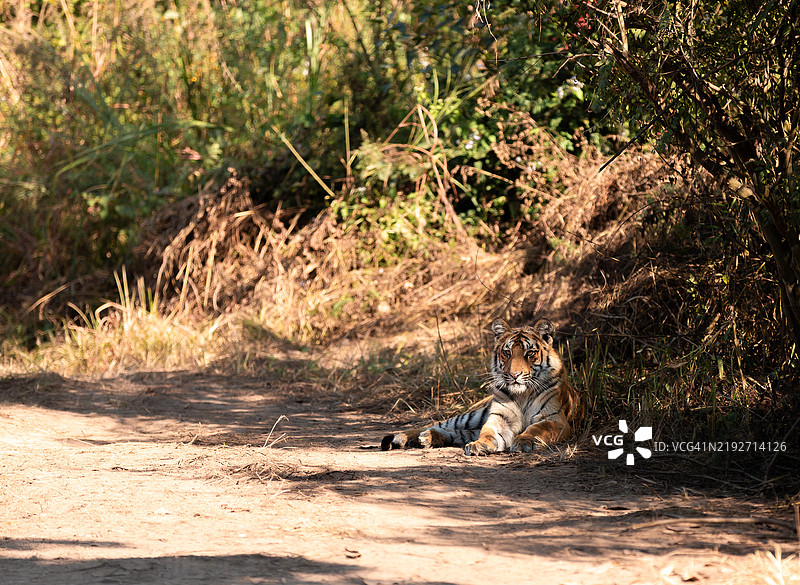 狮子母亲坐在草地上的肖像图片素材