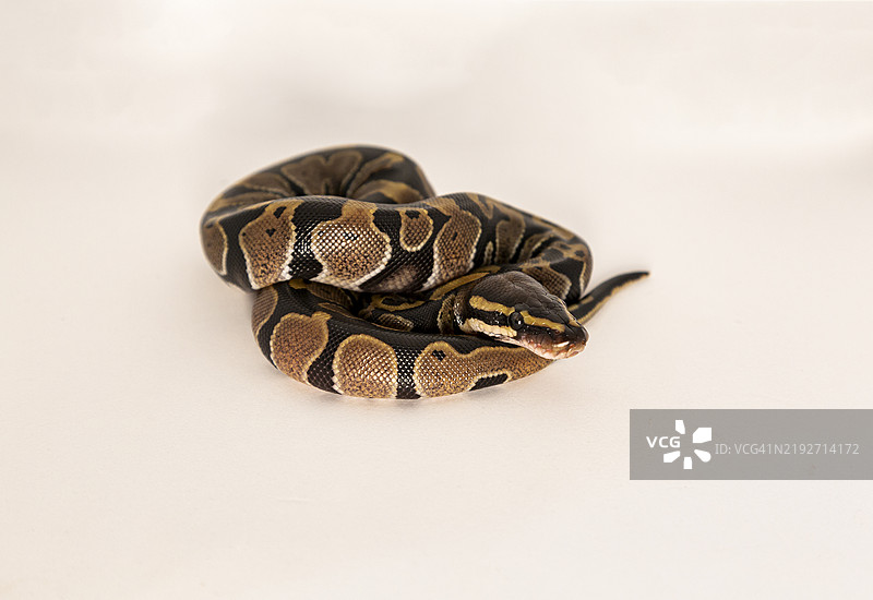 白色背景上的蟒蛇特写图片素材