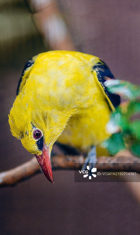 歌雀栖息在树枝上的特写，维也纳，奥地利图片素材