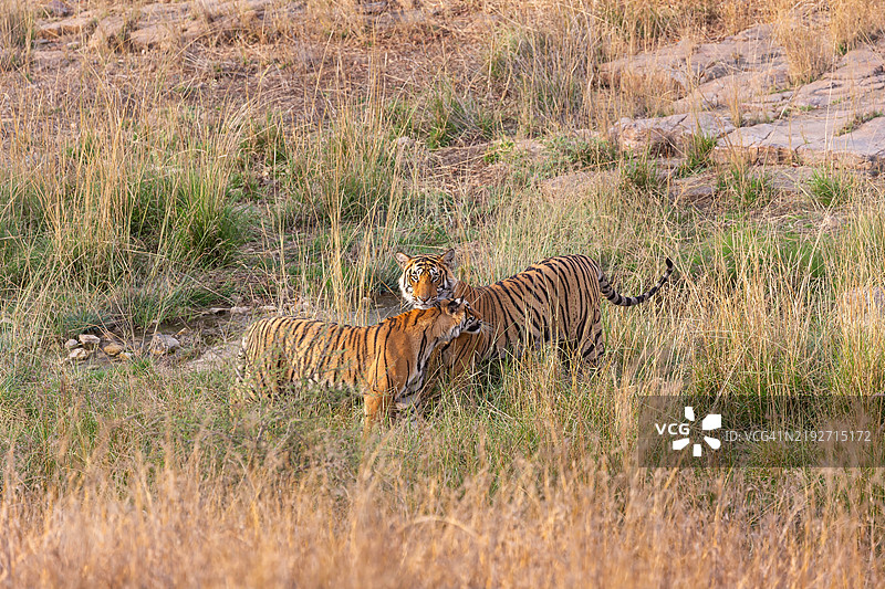 走动中的猎豹侧面视角图片素材