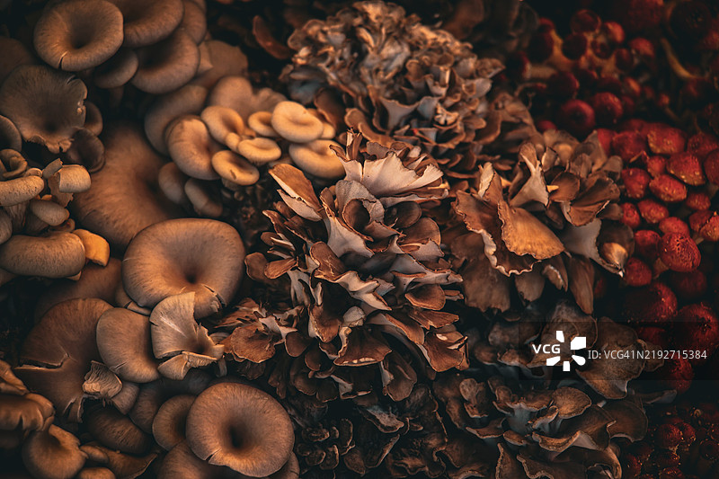 特写的蘑菇，科罗拉多州朗蒙特，美国图片素材