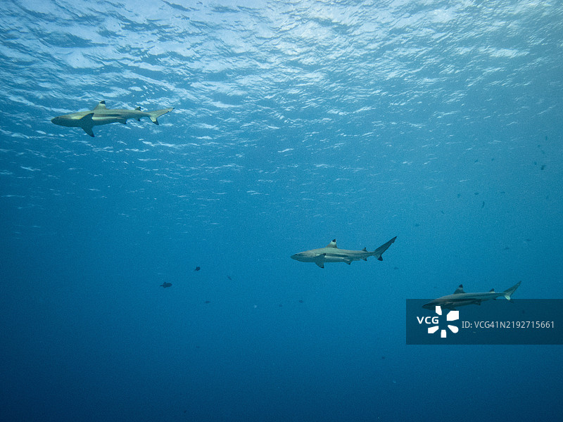 高角度视图的鲨鱼在海中游泳图片素材