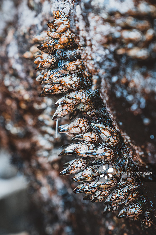 枯萎花朵的特写，蒙塔拉，加利福尼亚州，美国图片素材
