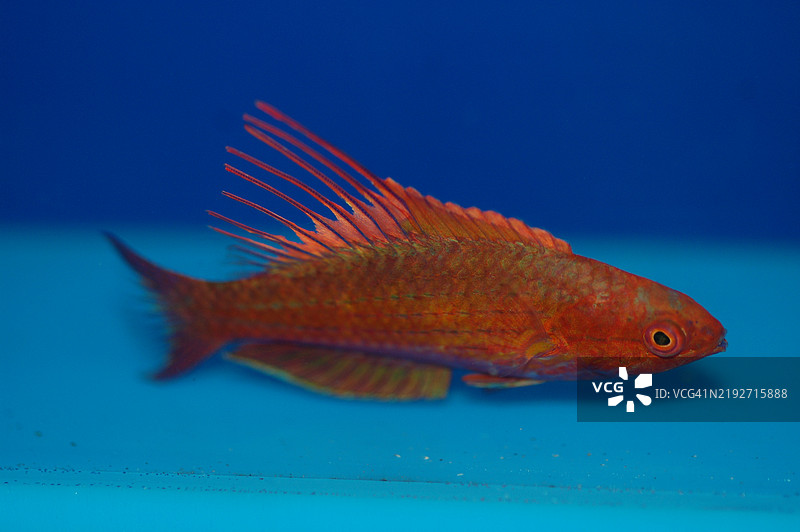 特写的暹罗斗鱼在海中游泳，美国，USA图片素材