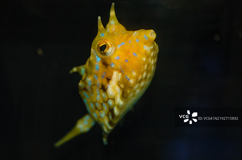 水族馆中游动的树干河豚特写， 美国图片素材