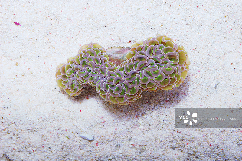 绿色壁锤珊瑚，海葵珊瑚，美国，USA图片素材